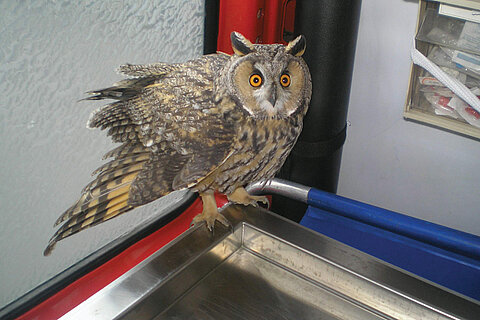 Waldohreule Waldohreule