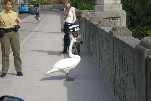 Bruchlandung auf der Maximiliansbrücke