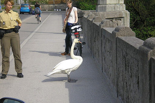 Bruchlandung auf der Maximiliansbrücke