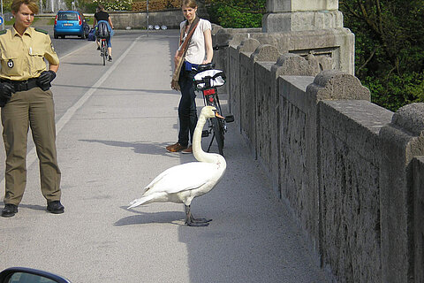 Bruchlandung auf der Maximiliansbrücke Bruchlandung auf der Maximiliansbrücke