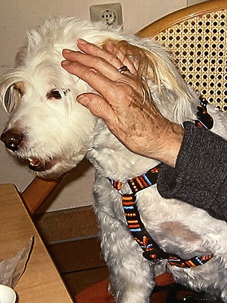 Flocke als Besuchshund im Seniorenheim Flocke als Besuchshund im Seniorenheim