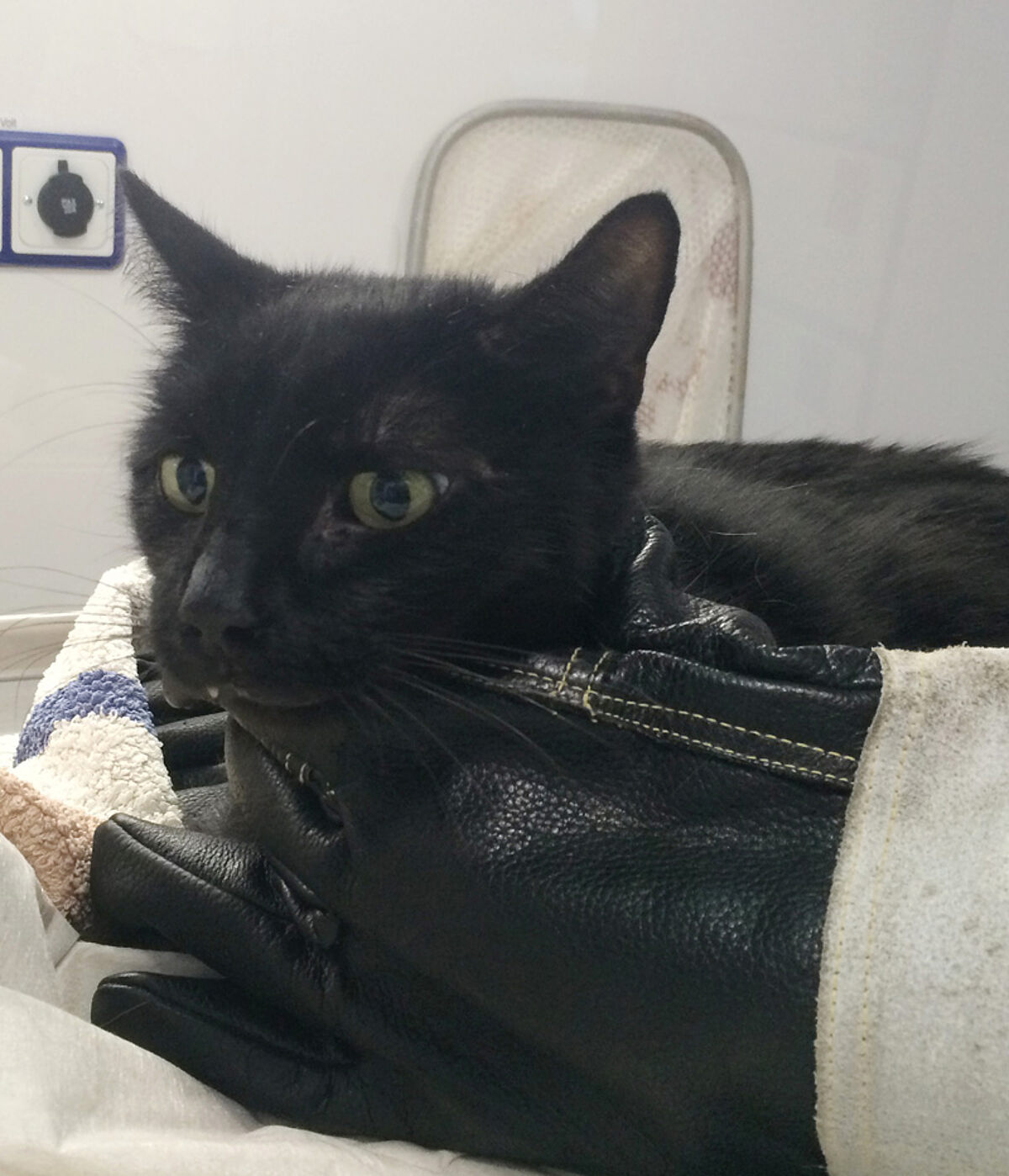 Katze Gechipt Aber Nicht Registriert