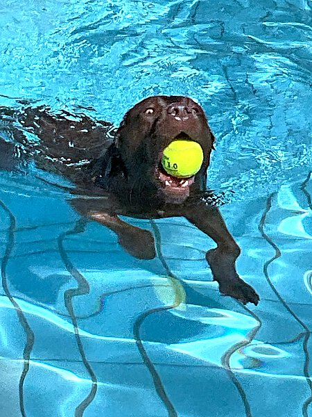 Schwimmender Hund