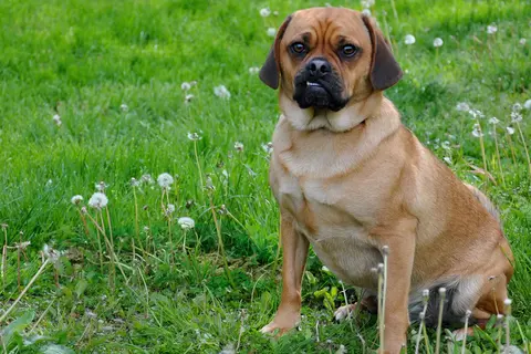 Designerhund – Puggle