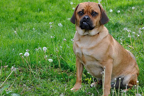 Designerhund – Puggle Designerhund – Puggle