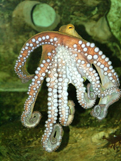 Tintenfisch, hier ein Krake Tintenfisch, hier ein Krake