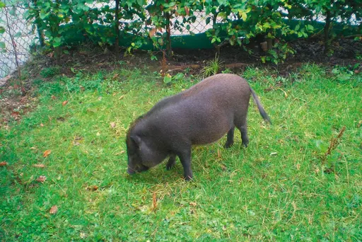 Schweinischer Einsatz in München