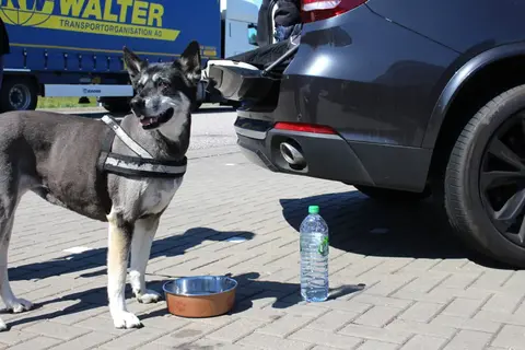 Es sollte während der Fahrt mindestens alle zwei Stunden eine Pause eingelegt werden, damit der Hund Wasser trinken kann.