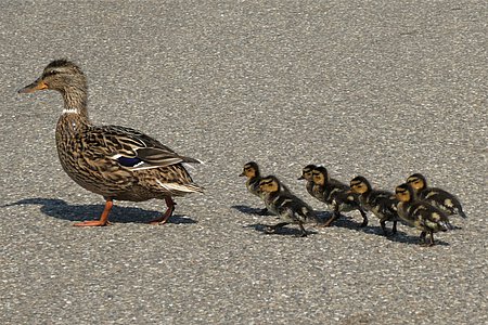 Entenküken folgen ihrer Mutter auf Schritt und Tritt.