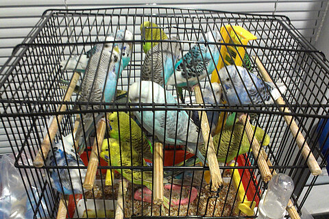 Wenn Wellensittiche nicht fliegen ...aber sprechen könnten... Wenn Wellensittiche nicht fliegen ...aber sprechen könnten...