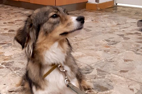 Cookie mit Schlagseite. Cookie mit Schlagseite.