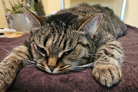 Pipita hat ihr kleines Abenteuer gut überstanden und ist wohlauf.