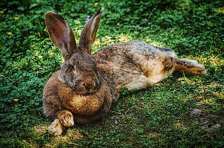 Hase im Schatten