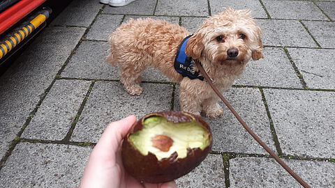 Teddy hatte sich mit Avocados vergiftet.