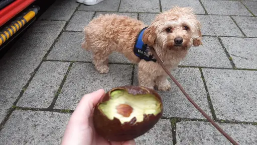 Teddy hatte sich mit Avocados vergiftet.