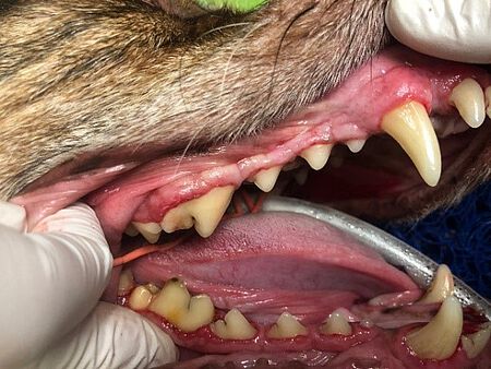 Hundezähne nach einer professionellen Zahnreinigung.