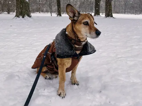 Hunde mit keinem oder wenig Unterbauchfell sollten bei kalten Temperaturen einen Mantel tragen.