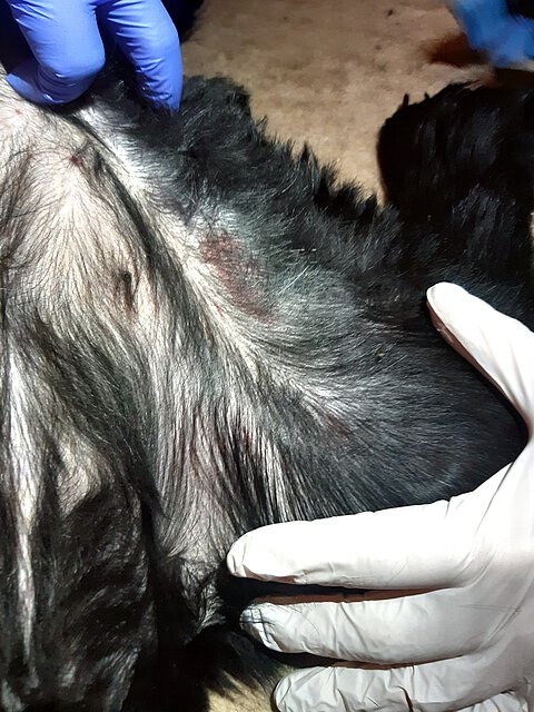 Kleine Einblutungen auf der Bauchunterseite. Kleine Einblutungen auf der Bauchunterseite.