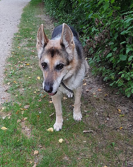 Der Hund Rex ist ohnehin in einem schon betagten Alter, eben ein echter Methusalem.
