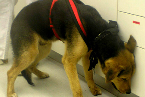 Tierhaltung bedeutet Verantwortung