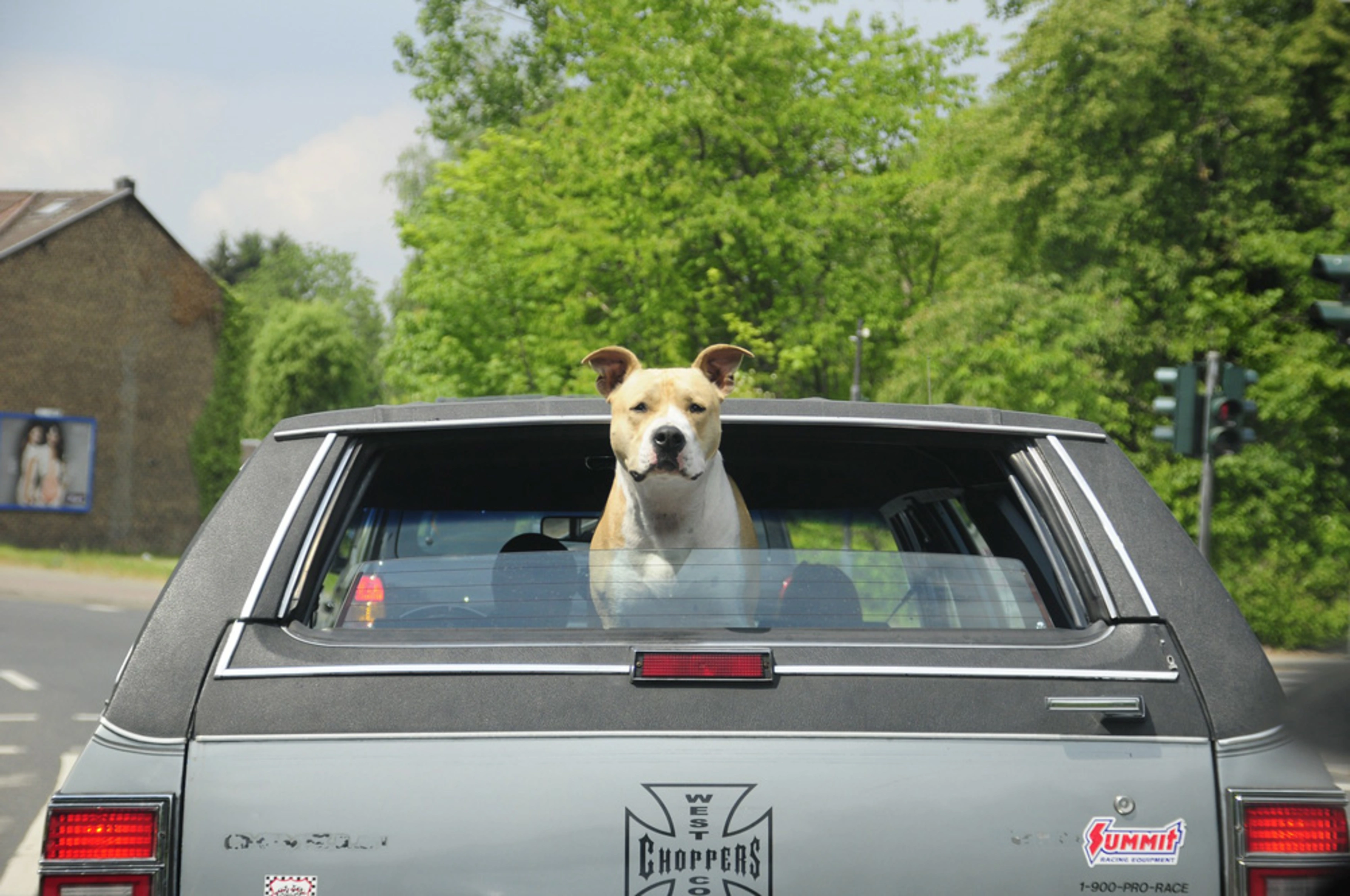 Tipps für einen sicheren Transport Ihres Hundes mit allen Vor- und  Nachteilen - aktion tier – Tierrettung München
