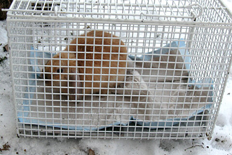 Weihnachtskaninchen ausgesetzt Weihnachtskaninchen ausgesetzt