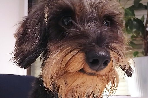 Dackel Mela ist glimpflich davongekommen.