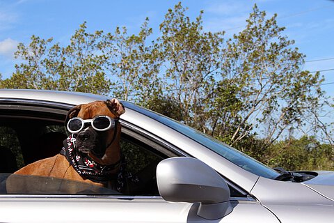 Vor allem Hunde werden sehr häufig auf Urlaubreisen mitgenommen. 