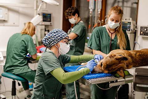 Der Zahn-OP-Raum der Tierarztpraxis Hadern. Der Zahn-OP-Raum der Tierarztpraxis Hadern.