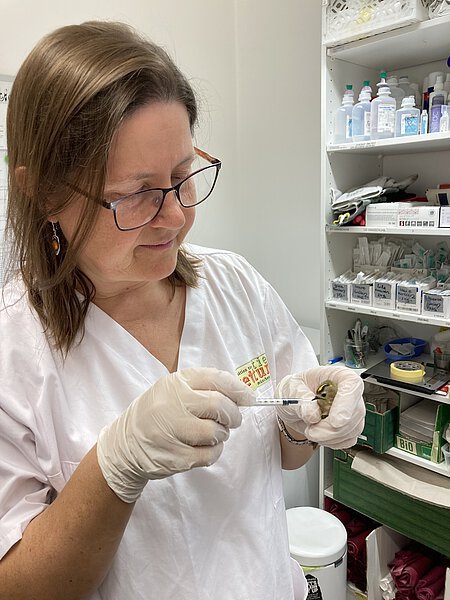 Goldhähnchen bekommt ein Medikament über den Schnabel verabreicht.