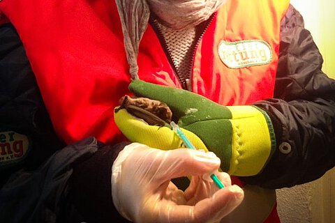 Die Geschichte einer kleinen Zweifarbfledermaus Die Geschichte einer kleinen Zweifarbfledermaus