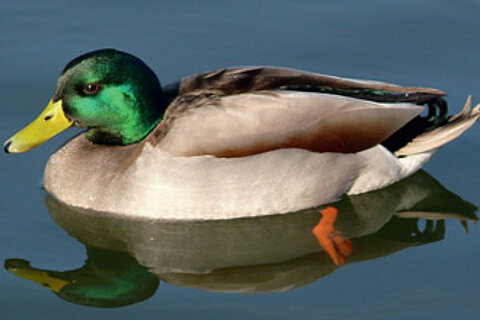 Ente erleidet Bruchlandung