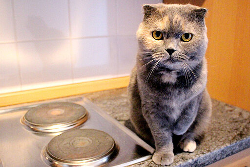 Katze an der Herdplatte