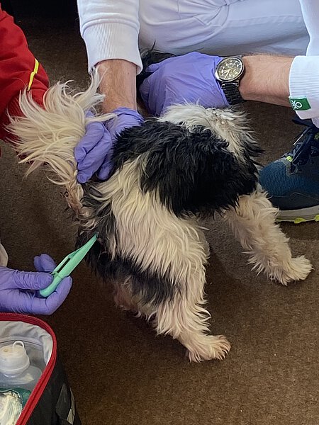 Fieber messen beim Hund Fieber messen beim Hund