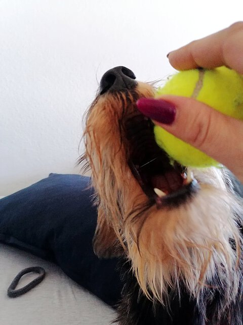 Nach der Narkose erwachte Mela schnell wieder zum Leben. Nach der Narkose erwachte Mela schnell wieder zum Leben.