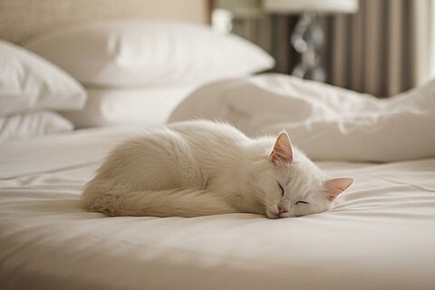 Symbolbild - Katze auf dem Bett