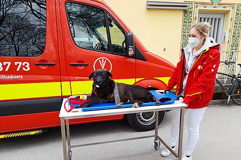 Labradormix „Chicco“