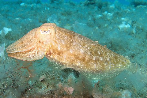 Tintenfischen, hier ein Kalmar Tintenfischen, hier ein Kalmar