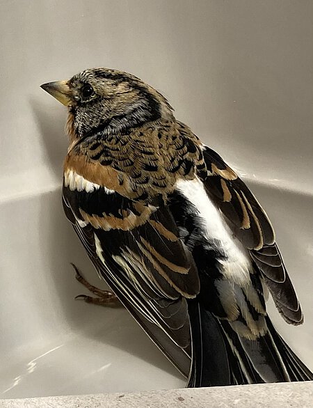 Bergfink mit Wunde und hängendem Flügel.