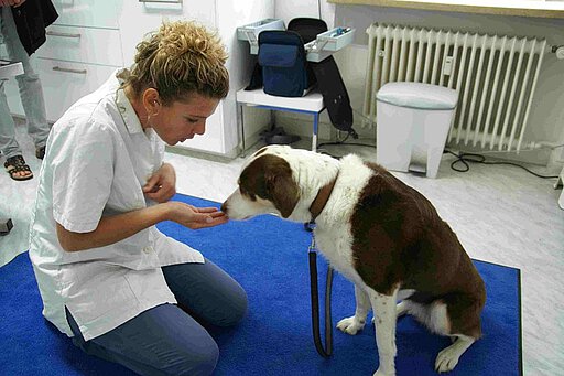 Keine Angst vor dem Tierarzt!