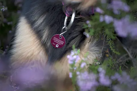 Rote TASSO-Plakette am Hunde-Halsband.