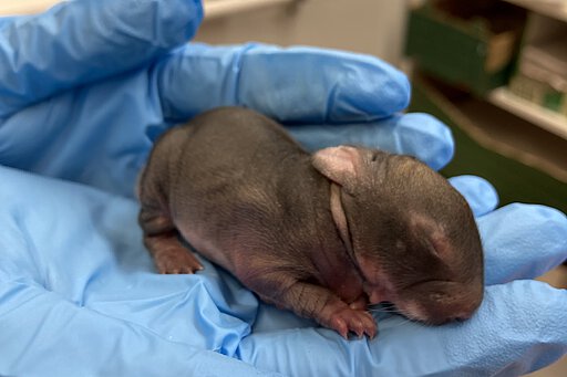 Das kleine Wildkaninchen war nur wenige Tage alt.