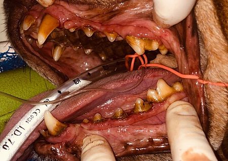 Hundezähne vor einer professionellen Zahnreinigung