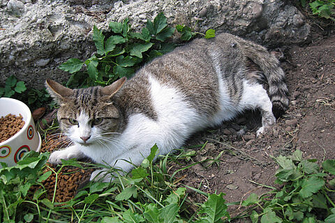 Katze mit zerquetschtem Bein gerettet