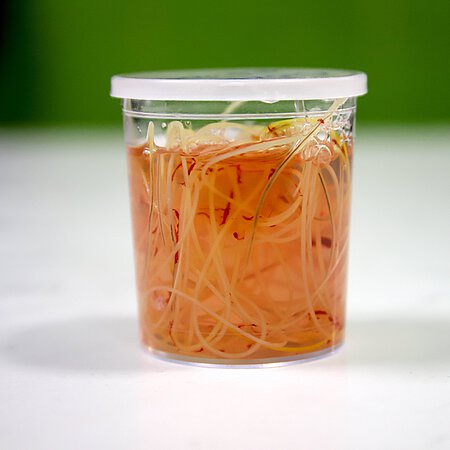 Herzwürmer Herzwürmer