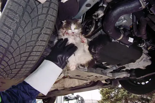 Tierdrama in einer Autowerkstatt