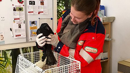 Krähenrettung Krähenrettung