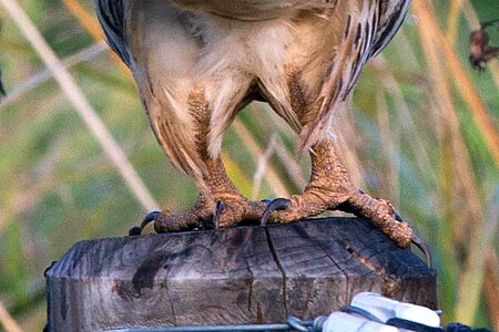 An das Graben angepasste Beine des Wespenbussards An das Graben angepasste Beine des Wespenbussards