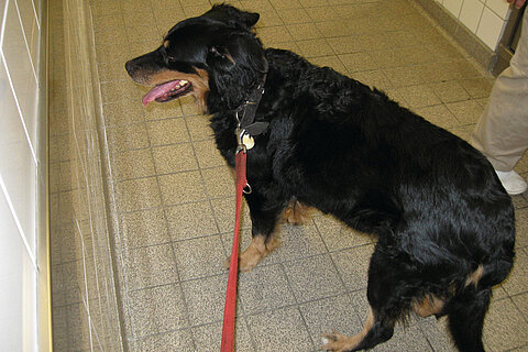 Die verschlucken Spieße im Röntgenbild Die verschlucken Spieße im Röntgenbild