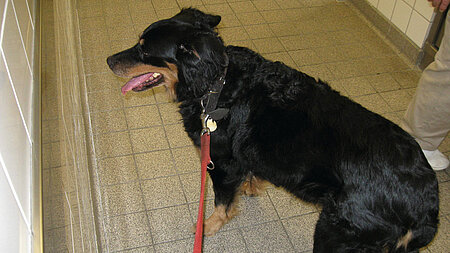 Die verschlucken Spieße im Röntgenbild Die verschlucken Spieße im Röntgenbild